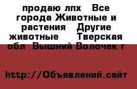 продаю лпх - Все города Животные и растения » Другие животные   . Тверская обл.,Вышний Волочек г.